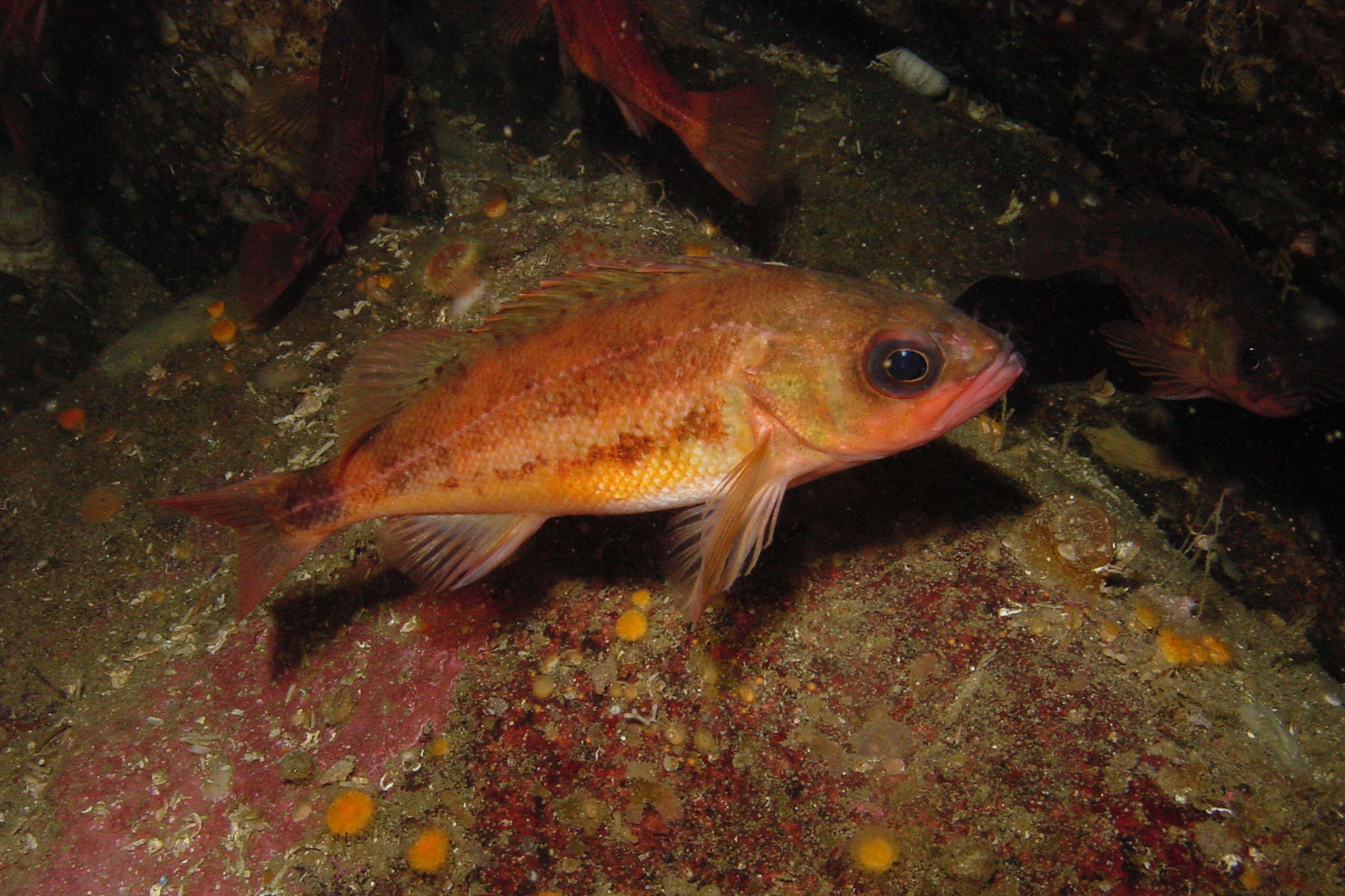 Puget Sound Rockfish Pictures images of Sebastes emphaeus